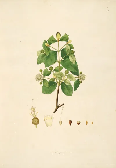 Plants Of The Coast Of Coromandel Pl 052