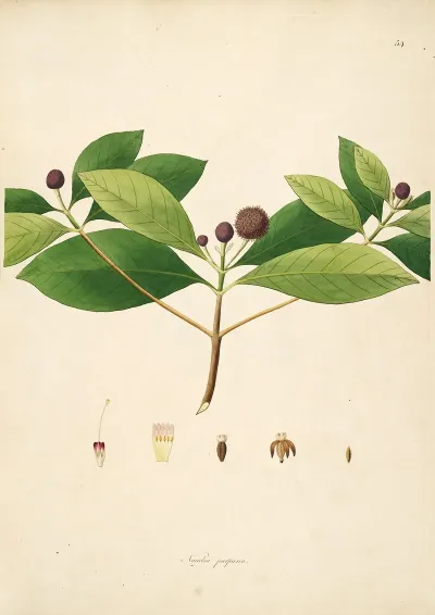 Plants Of The Coast Of Coromandel Pl 054