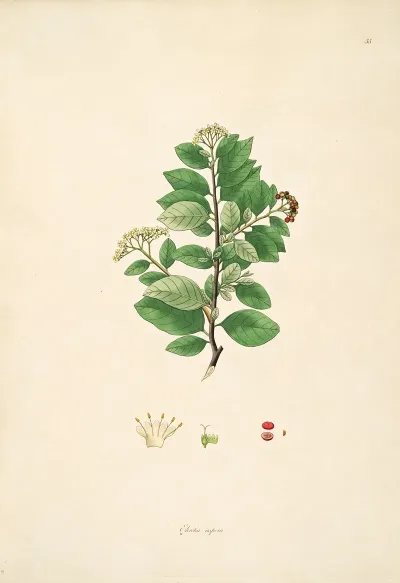 Plants Of The Coast Of Coromandel Pl 055
