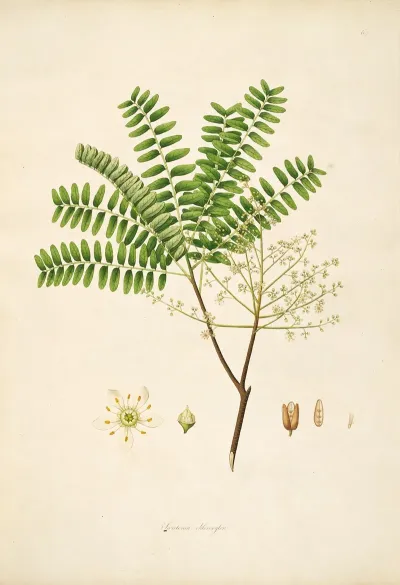 Plants Of The Coast Of Coromandel Pl 064