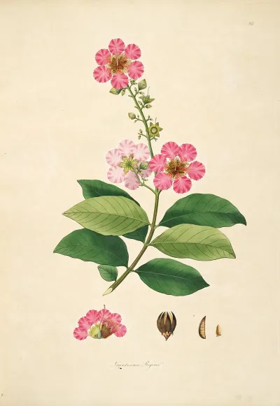 Plants Of The Coast Of Coromandel Pl 065