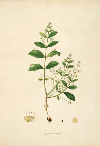 Plants Of The Coast Of Coromandel Pl 066