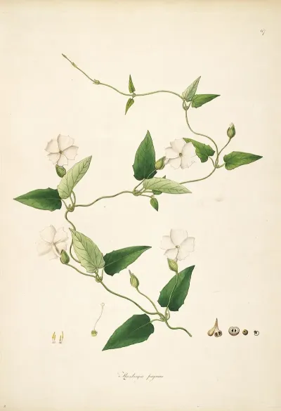 Plants Of The Coast Of Coromandel Pl 067