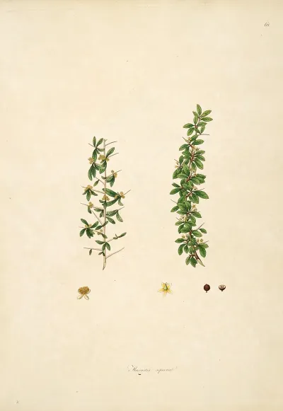 Plants Of The Coast Of Coromandel Pl 068