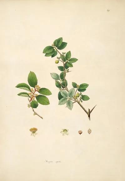 Plants Of The Coast Of Coromandel Pl 069