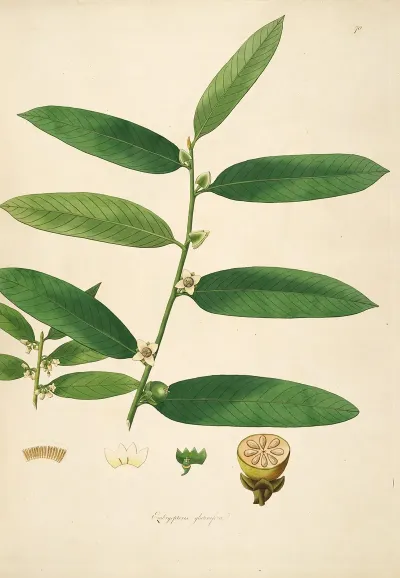 Plants Of The Coast Of Coromandel Pl 070