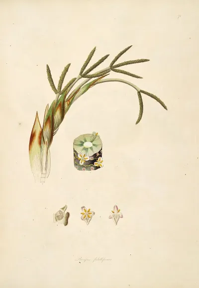 Plants Of The Coast Of Coromandel Pl 071