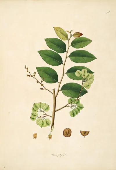 Plants Of The Coast Of Coromandel Pl 078
