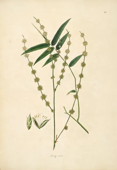 Plants Of The Coast Of Coromandel Pl 080