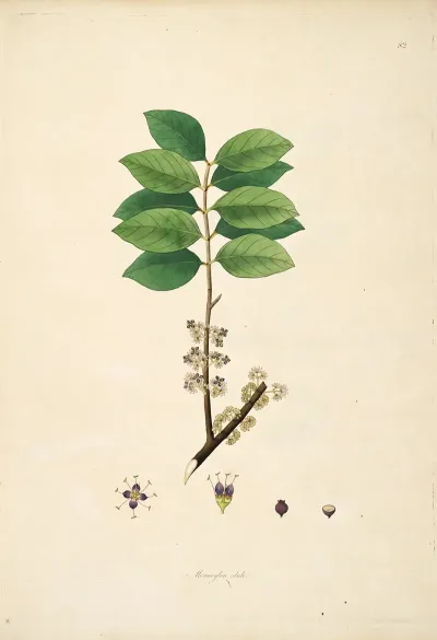 Plants Of The Coast Of Coromandel Pl 082