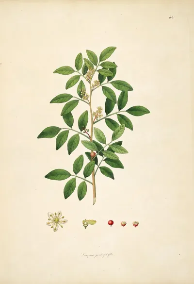 Plants Of The Coast Of Coromandel Pl 084