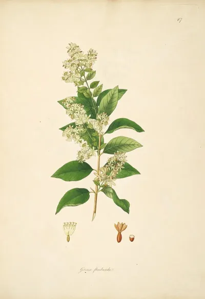 Plants Of The Coast Of Coromandel Pl 087