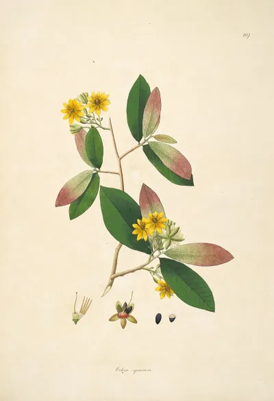 Plants Of The Coast Of Coromandel Pl 089