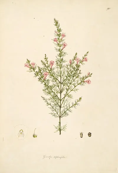 Plants Of The Coast Of Coromandel Pl 090