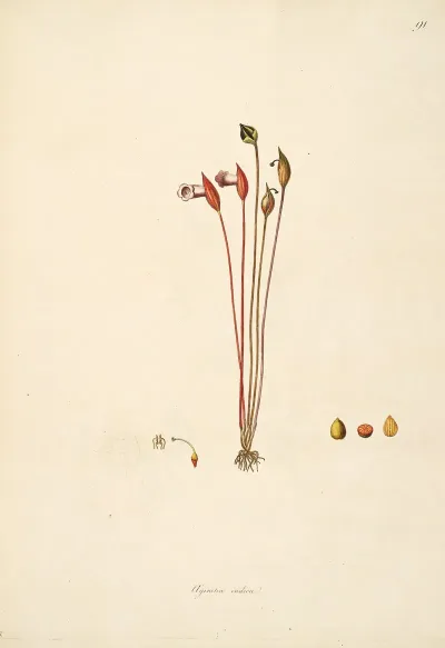 Plants Of The Coast Of Coromandel Pl 091