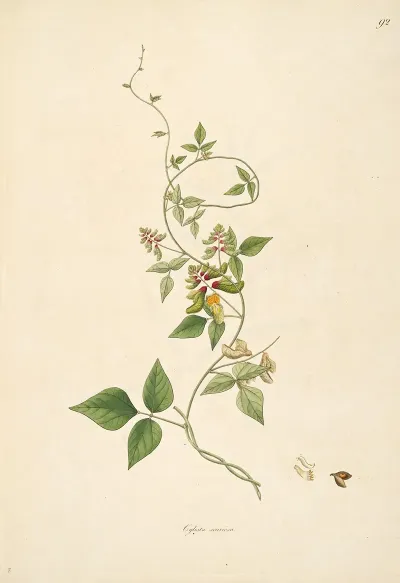 Plants Of The Coast Of Coromandel Pl 092