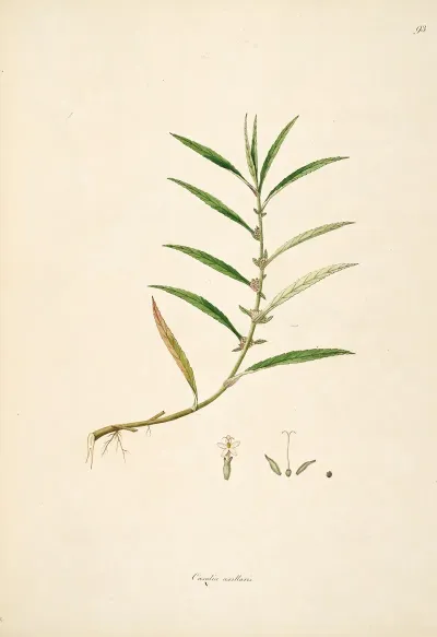 Plants Of The Coast Of Coromandel Pl 093