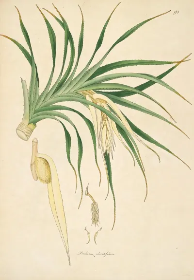 Plants Of The Coast Of Coromandel Pl 094