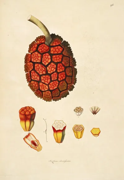 Plants Of The Coast Of Coromandel Pl 096