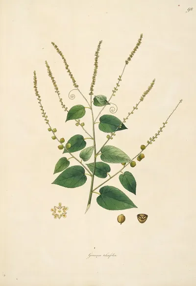 Plants Of The Coast Of Coromandel Pl 098