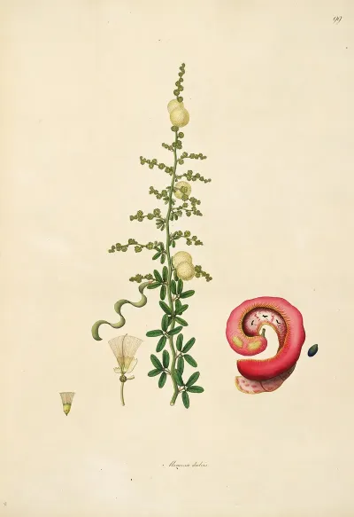 Plants Of The Coast Of Coromandel Pl 099