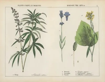 Plants Useful In Domestic Economy The Arts