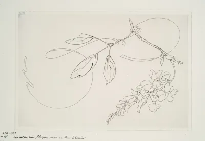 Plat Rond Glycine