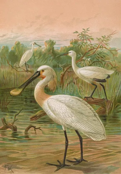 Platalea Leucorodia