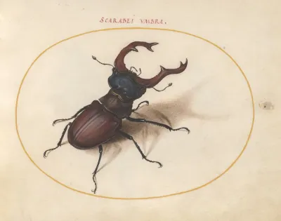 Plate 05 Stag Beetle