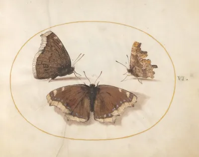 Plate 06 Two Views Of A Mourning Cloak Camberwell Beauty Butterfly With A Comma Butterfly