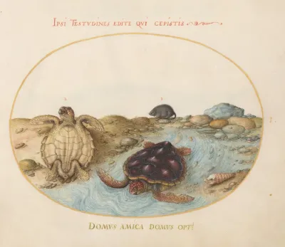 Plate 1 Two Loggerhead Or Green Sea Turtles A Muskrat And Shells