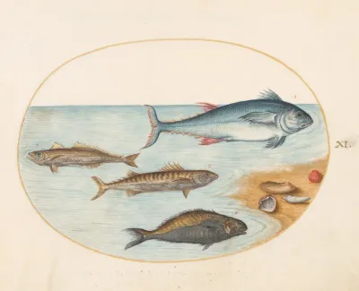 Plate 11 Four Fish And Shells