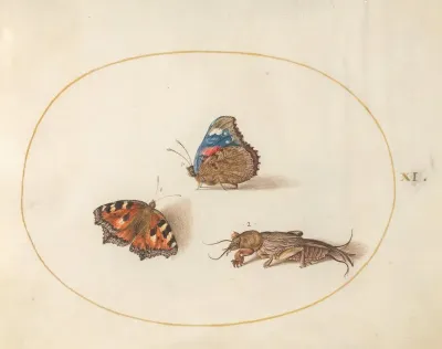 Plate 11 Small Tortoiseshell And Red Admiral Butterflies With A Mole Cricket