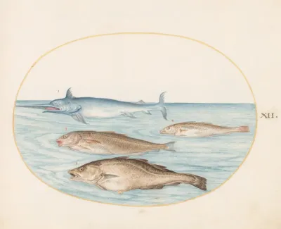 Plate 12 A Swordfish And Three Other Fish