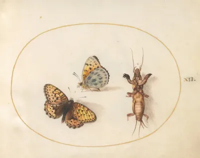 Plate 12 Two Views Of A Silver Bordered Fritillary And A Mole Cricket
