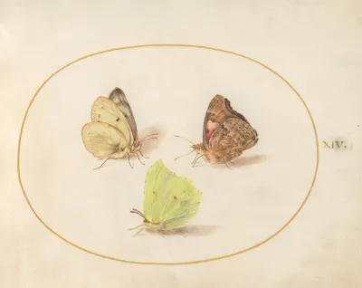 Plate 14 Common Brimstone Painted Lady And Clouded Yellow Butterflies