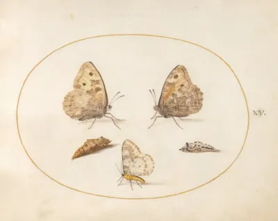 Plate 15 Grayling Butterfly Magpie Moth And Two Chrysalides