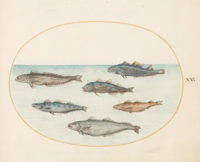 Plate 15 Six Asellorum Fish Cod