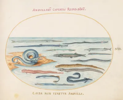 Plate 16 Eels Pipefish And Needlefish