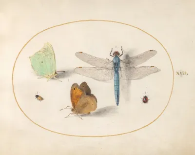 Plate 17 Brimstone And Meadow Brown Butterflies A Blue Chaser And Two Small Insects