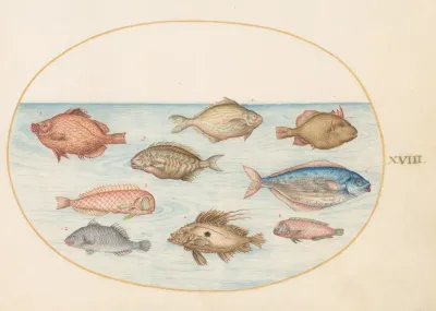 Plate 18 Boarfish Razorfish Butterfish A John Dory And Other Fish