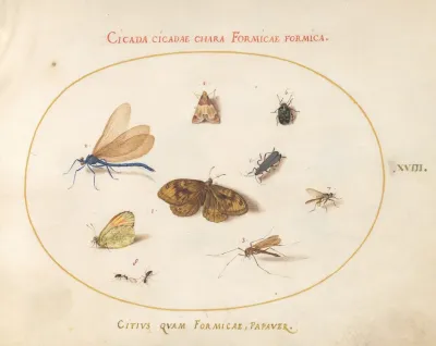 Plate 18 Two Butterflies And A Moth With A Damselfly Two Ants And Four Other Insects