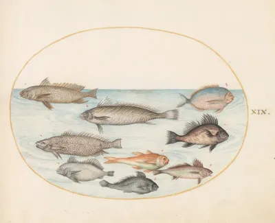 Plate 19 A Damselfish And Other Fish Including Two Coracinis