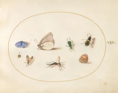Plate 19 Two Butterflies With Five Other Insects