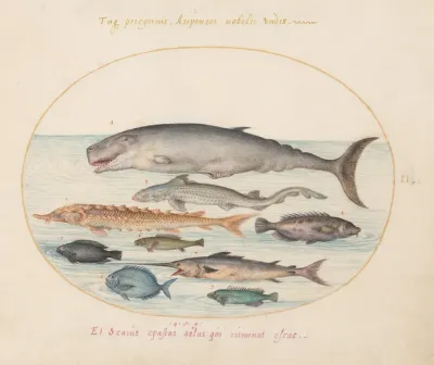 Plate 2 Sperm Whale Sturgeon Shark And Other Fish