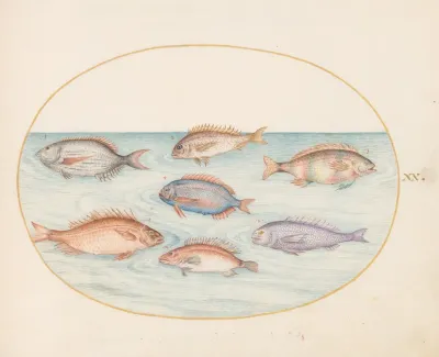 Plate 20 Sea Bream Dentex Sargo And Other Fish