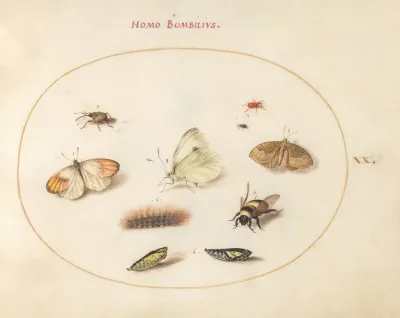 Plate 20 Three Butterflies A Caterpillar A Bee Two Chrysalides And Three Weevils