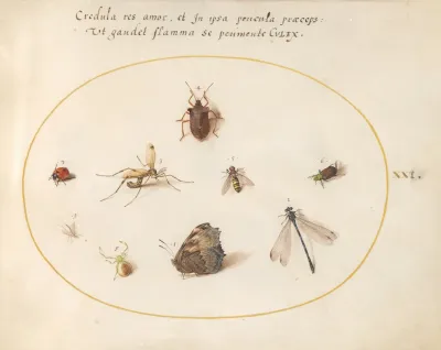 Plate 21 A Butterfly With A Dragonfly A Ladybug And Five Other Insects