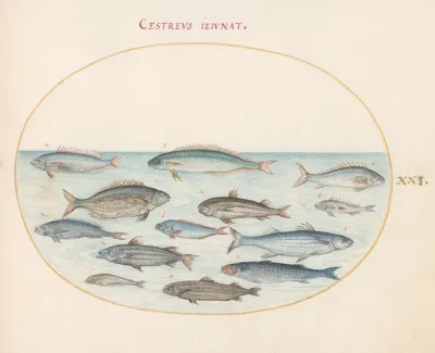 Plate 21 Cod And Other Fish
