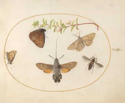 Plate 23 Hummingbird Hawk Moth Butterflies And Other Insects Around A Snowberry Sprig